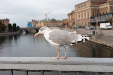 seagull looking for food on a bridge in stockholm
