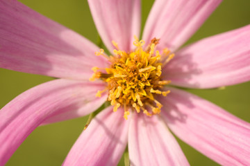 Obraz na płótnie Canvas Pink and Yellow flower in spring macro