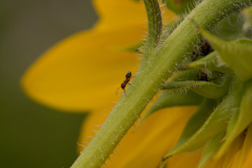 Working Ant on Sunflower