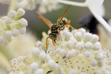 Bees on White Flowers