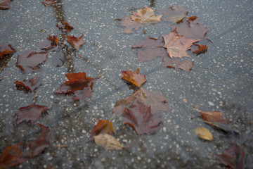 Leaves on the Street in the rain