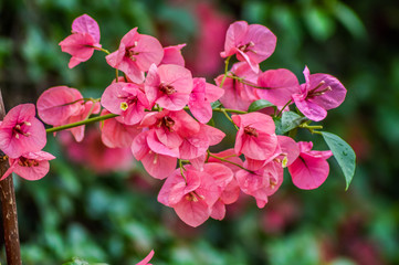 Macro closeup of pink bougainvillea flower with petals blooming in a garden
