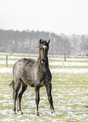 Junges schwarzes Pferd wurde auf ein Weide mit Schnee gebracht