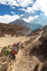 Fototapeta premium Ama Dablam Mountain. Trekking Everest Base Camp. Nepal.