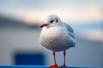 a close-up of a seagull standing on a railing in the harbour