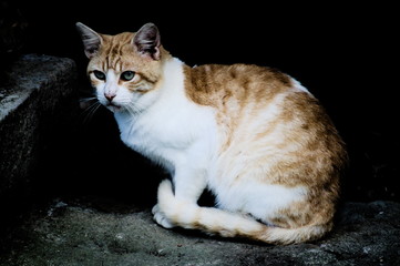 Obraz premium Portrait of a white and brown cat in front a black background