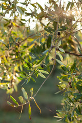 Morning in Tuscany, Italy. Branch with ripe olives, bright morning sunlight, warm colors