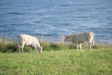 Veals grazing by the sea in Ruiloba, Cantabria, Spain	