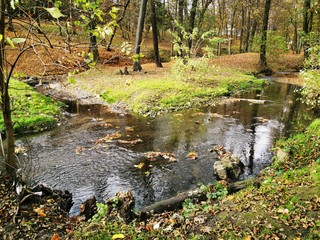Autumn forest, great design for any purposes. Fall forest, river landscape. Nature background. Fall foliage.