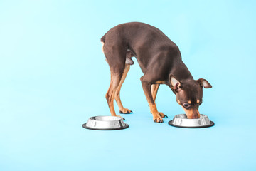 Cute toy terrier dog with bowls of food on color background
