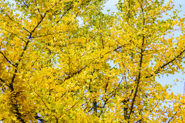Autumn yellow ginkgo leafs on sky background. Branch on tree