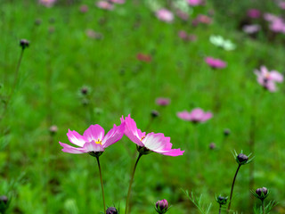 pink flowers in a field
