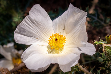 white flower in the garden