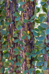 background of green leaves