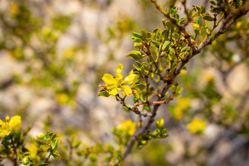 yellow flowers on tree