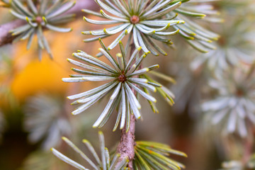 closeup of pine tree