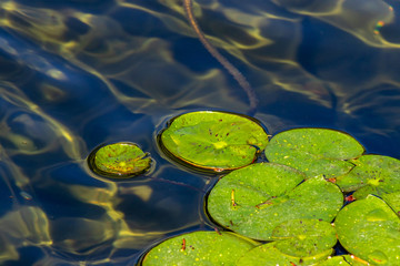 Obraz na płótnie Canvas water lily in pond