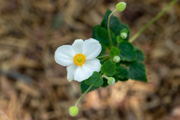 white flower with green leaves
