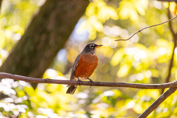 robin on branch