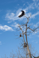 Bald Eagles