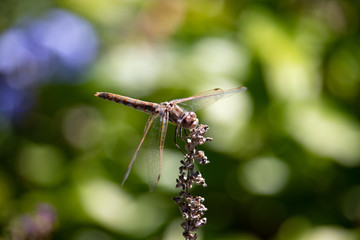 dragonfly on branch