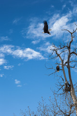 Bald Eagles