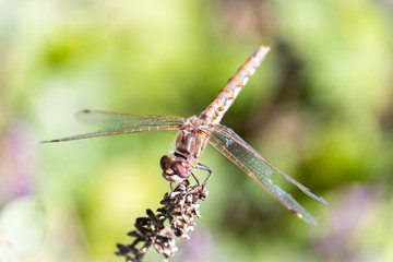 dragonfly on a branch