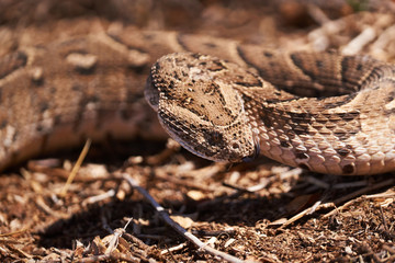 Baby puff adder on the ground between branches, twigs and leaves