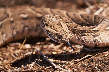 Baby puff adder on the ground between branches, twigs and leaves