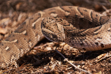 Baby puff adder on the ground between branches, twigs and leaves