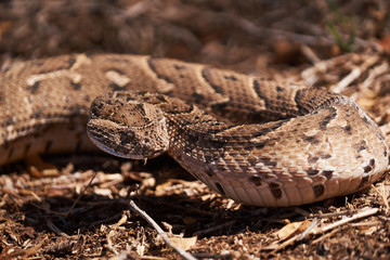 Baby puff adder on the ground between branches, twigs and leaves