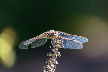 dragonfly on leaf