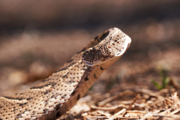 Baby puff adder on the ground between branches, twigs and leaves