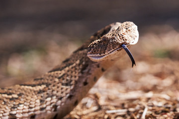 Baby puff adder on the ground between branches, twigs and leaves