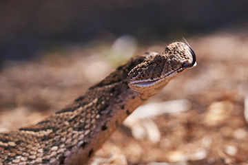Baby puff adder on the ground between branches, twigs and leaves