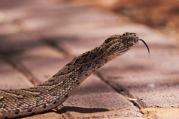 Baby puff adder on the ground crossing pavements