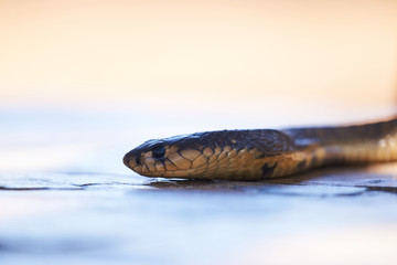 snouted cobra crawling om garden table