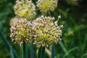 Die Blüte der Zwiebel