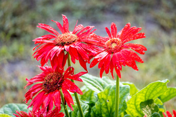 Red Gerbera Flowers