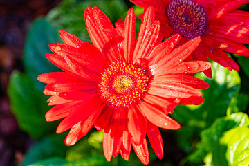 red gerbera flower