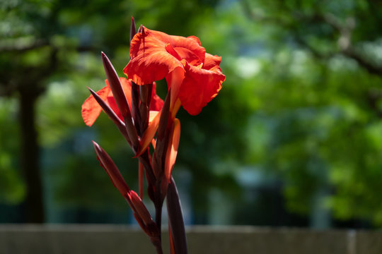isolated flower on sunny day