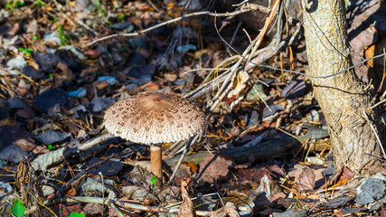 Parasol mushroom close up