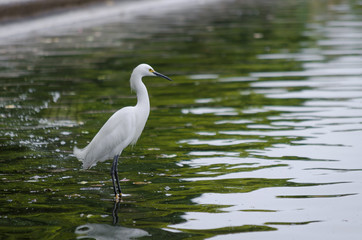 Garza observando dentro de un lago