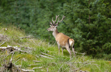 Red Deer Scotland 2002
