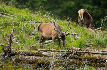 Red Deer Scotland 2002