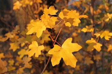 Yellow maple leaves