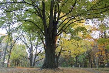 Big green tree in the park