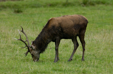 Red Deer Scotland 2002