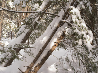 Forest Through the Trees
