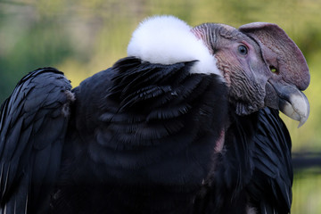condor